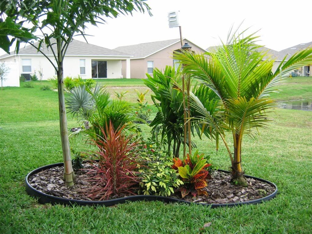 My zone 9B garden DISCUSSING PALM TREES WORLDWIDE PalmTalk